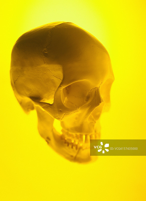 人类头骨的侧面轮廓图片素材