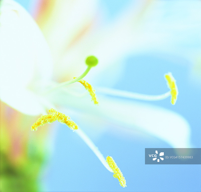 白色虎皮百合花蕊特写图片素材