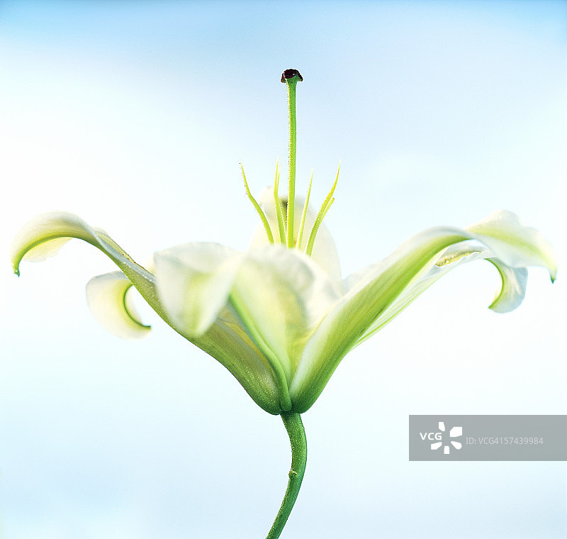 特写：白色虎皮百合图片素材