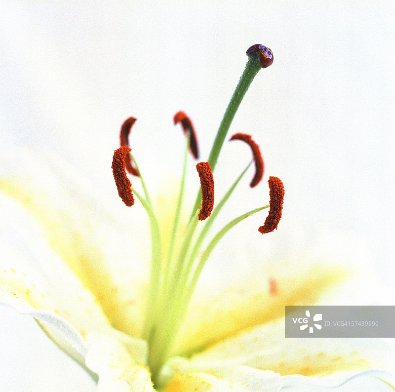 花朵花蕊特写图片素材