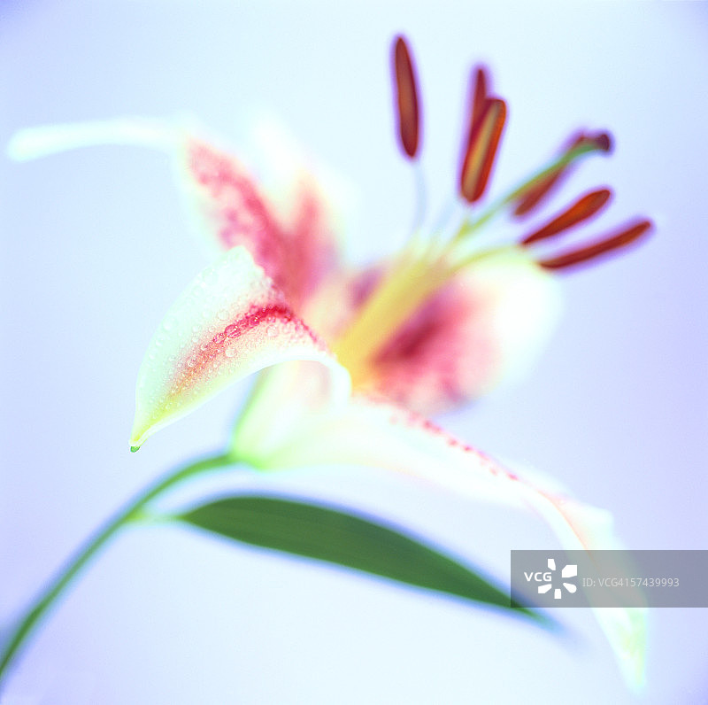 虎皮百合特写图片素材