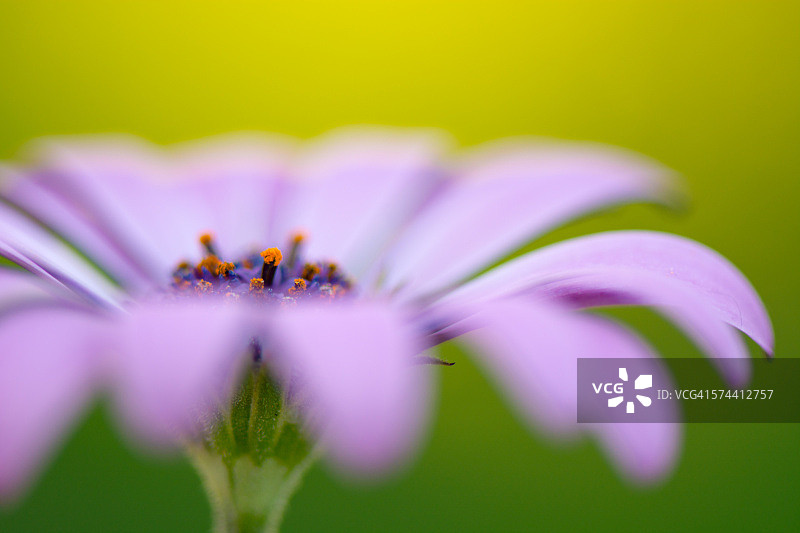 蓝眼菊图片素材