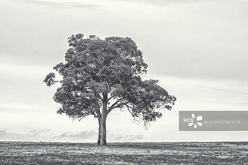 围场中的树图片素材