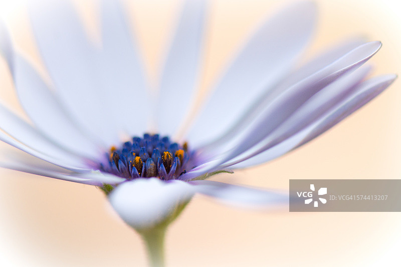 蓝眼菊图片素材