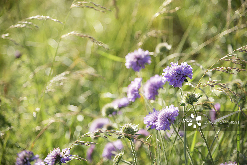 田野蓝盆花和夏季草图片素材