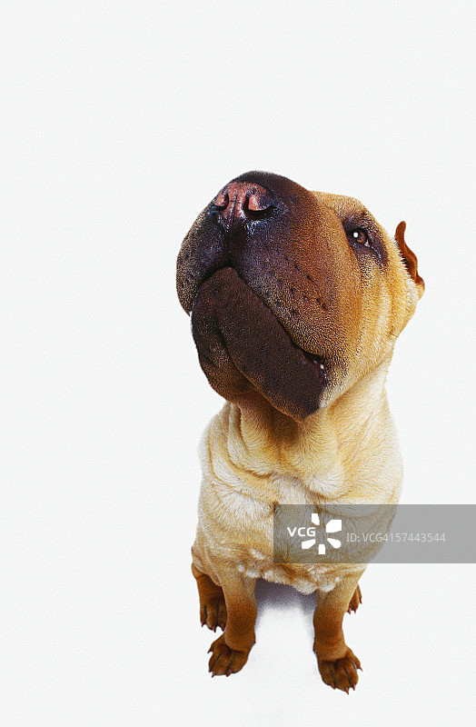 牛獒犬抬头向上看的特写图片素材