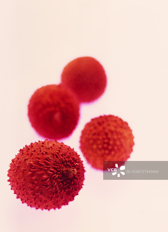 新鲜水蛭阵列特写图片素材