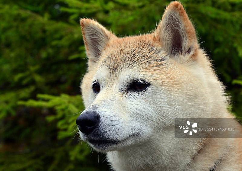 柴犬图片素材