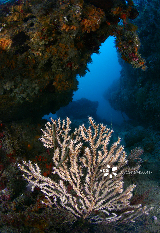 地中海生态系统图片素材