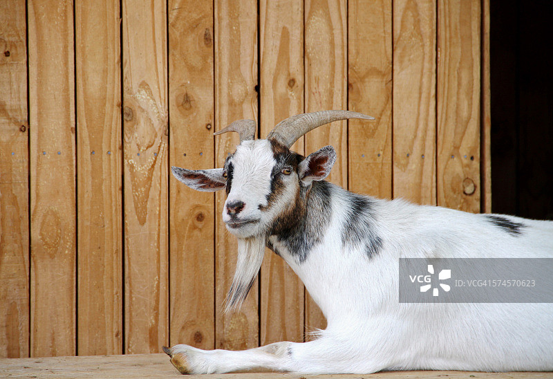 放松的山羊救援图片素材