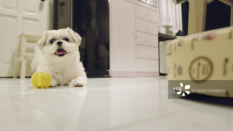 和可爱的西施犬玩球图片素材