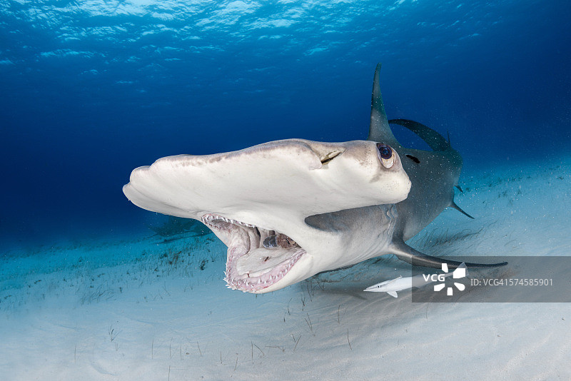 张开的嘴巴图片素材