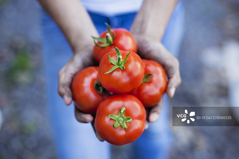 女孩在有机农场拿着番茄，特写图片素材