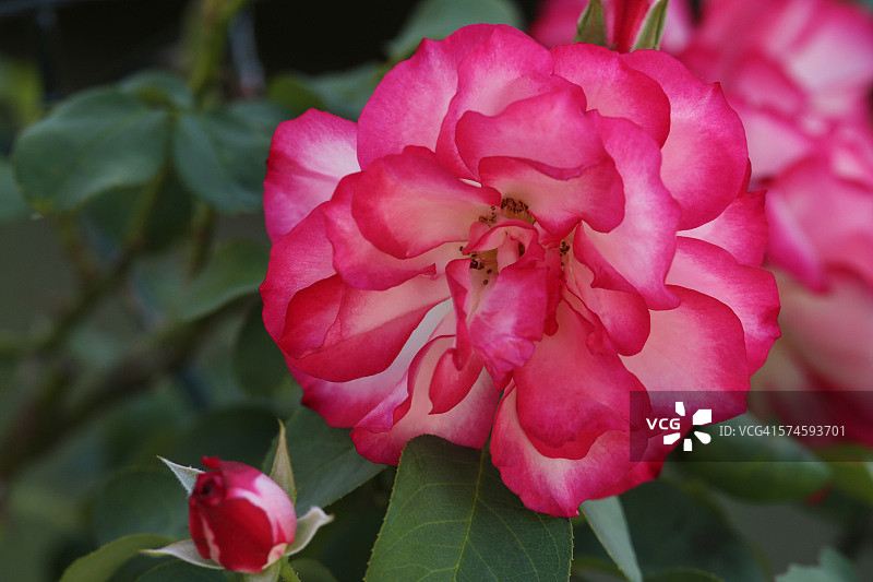 杂色玫瑰图片素材