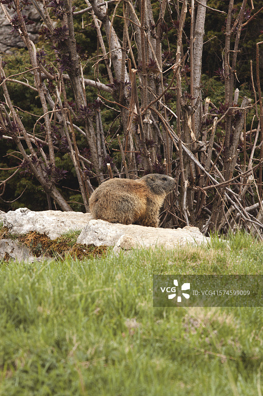 草地上的旱獭图片素材