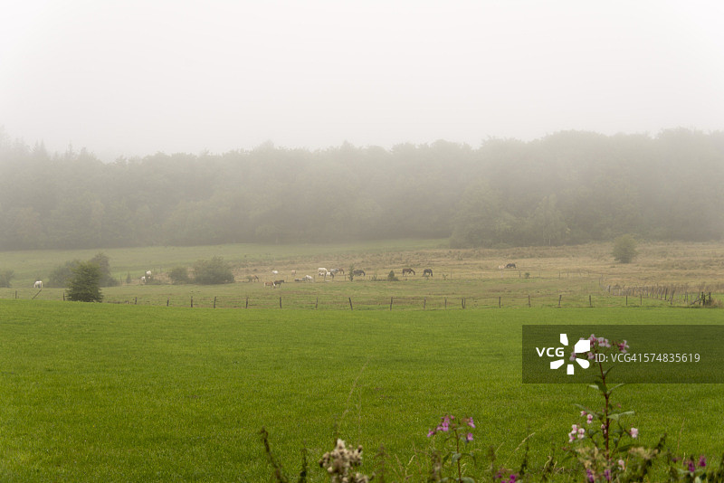 雾中草地图片素材