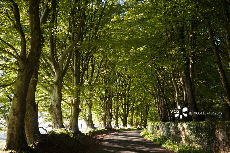 绿树成荫的道路图片素材