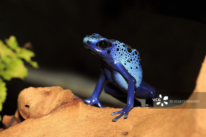 蓝色箭毒蛙图片素材