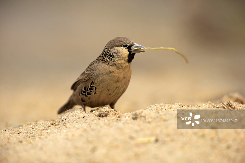 群织雀图片素材