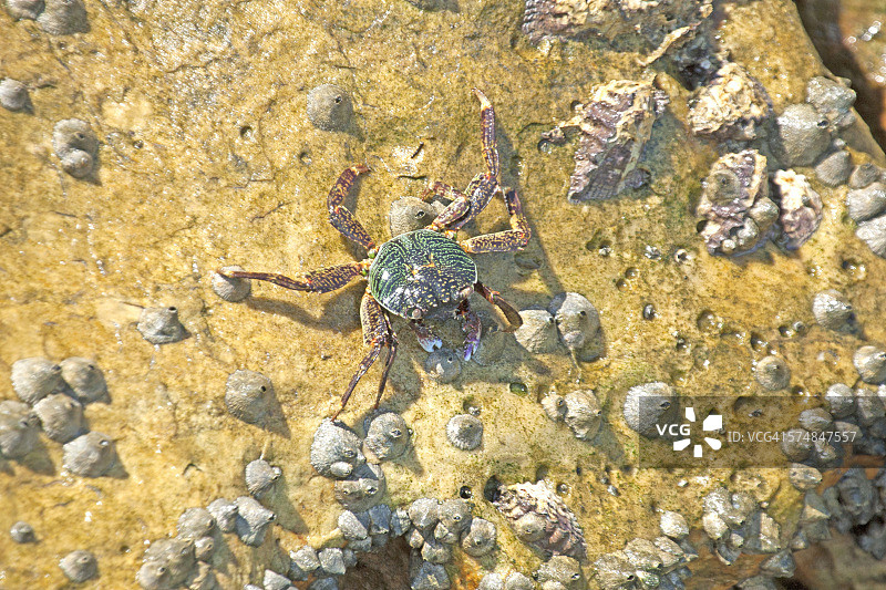 热带岩石蟹图片素材