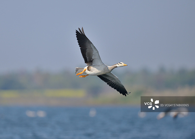 飞行中的斑头雁图片素材