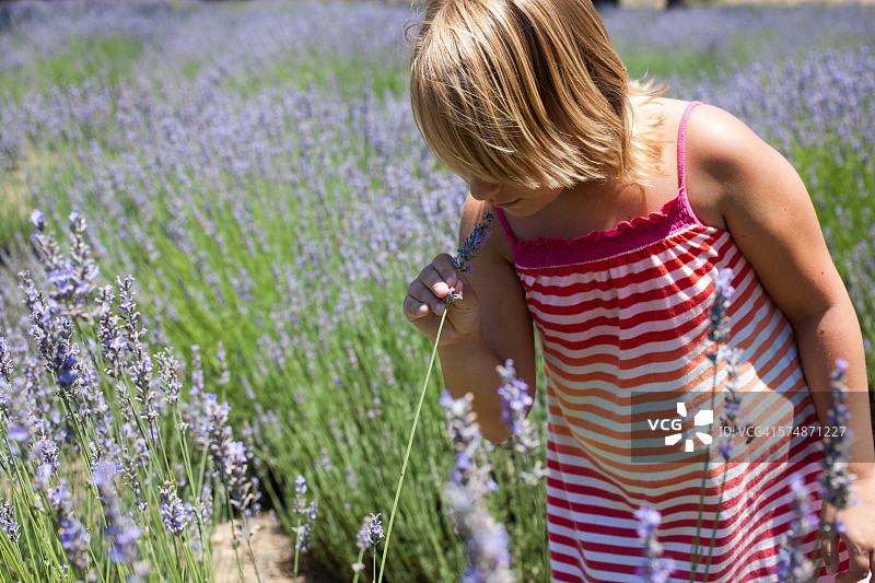 在薰衣草田里的年轻女孩图片素材