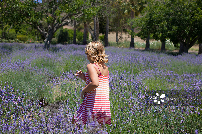在薰衣草田中奔跑的年轻女孩图片素材