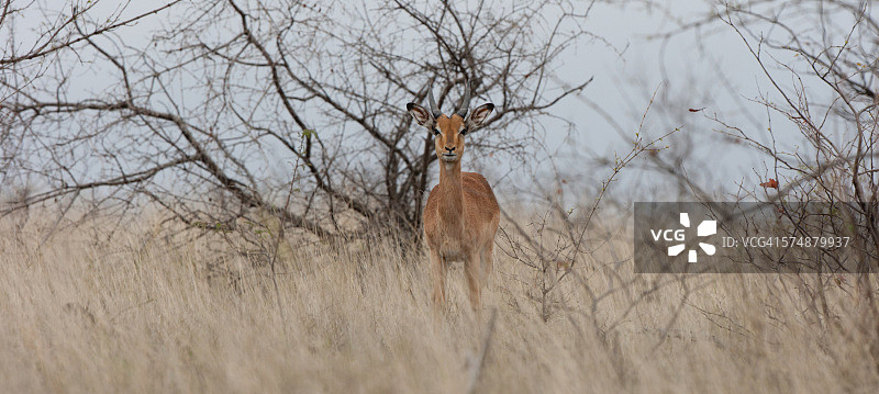 年轻的黑斑羚图片素材