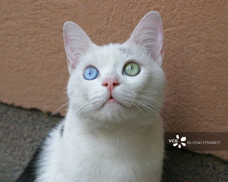 白色的猫图片素材