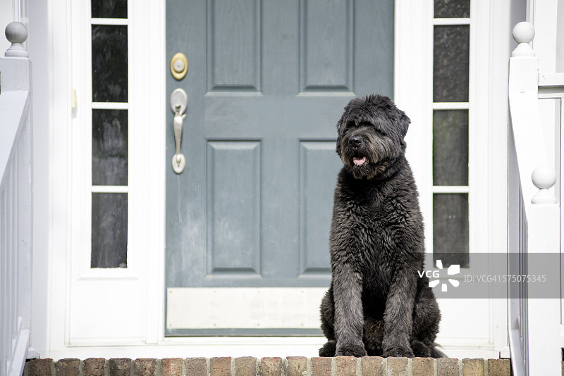 在门廊上等待的狗图片素材