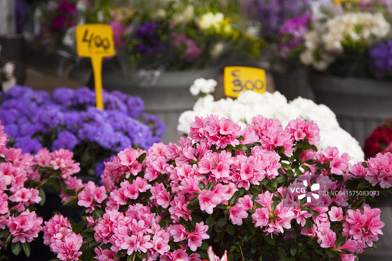 花卉市场上的粉色杜鹃花图片素材