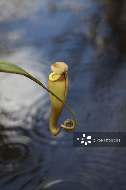 猪笼草图片素材
