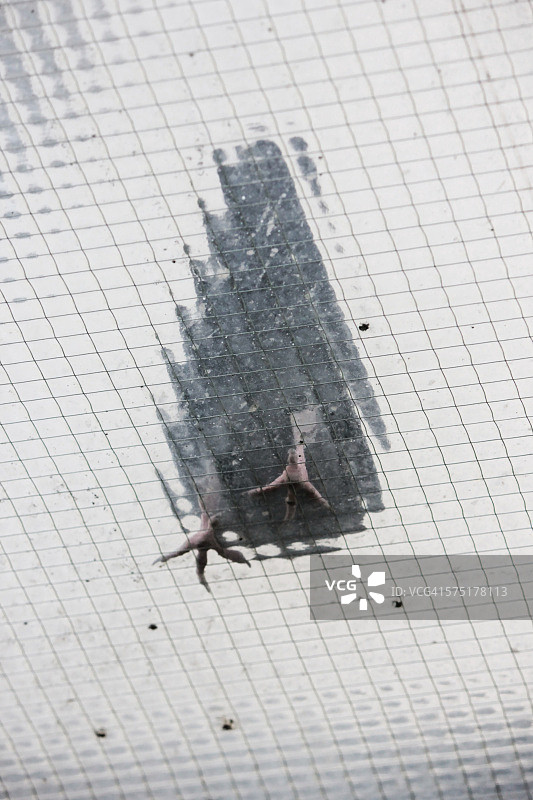 玻璃天花板上的鸽子图片素材