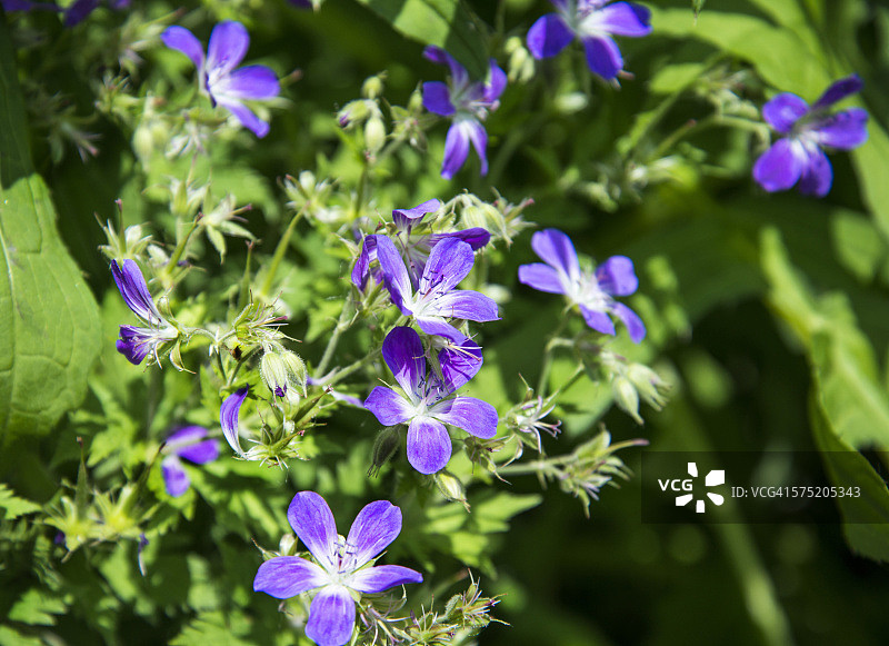 林地老鹳草花图片素材