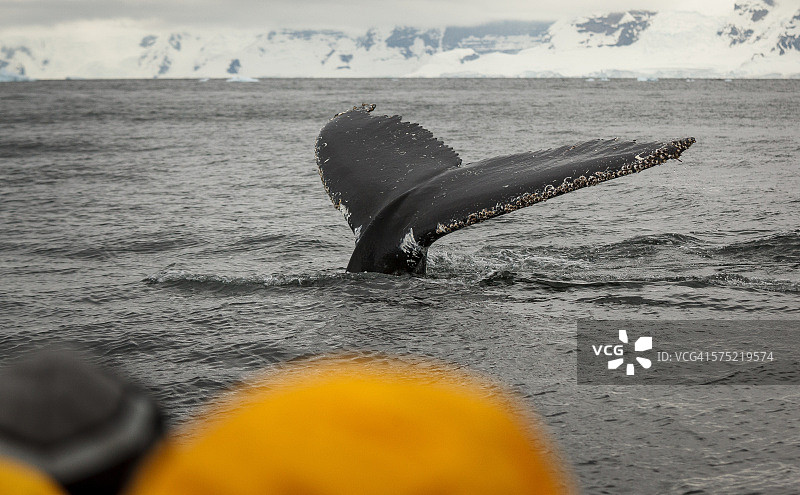 南极洲座头鲸潜水图片素材