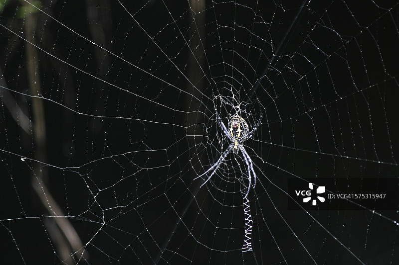 金色蜘蛛图片素材