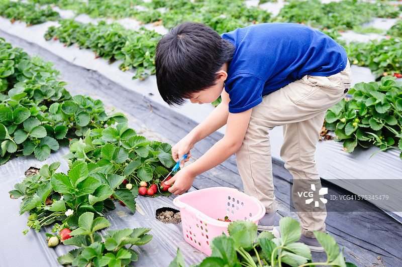 亚洲男孩摘草莓图片素材