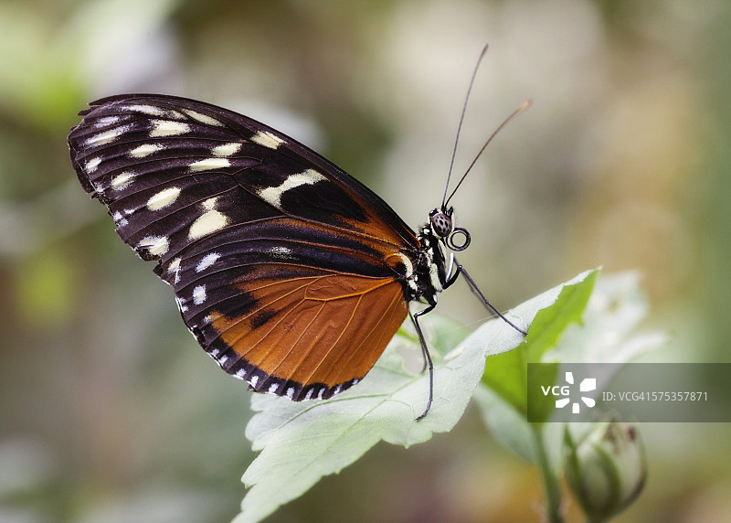 橙色邮递员环蝶图片素材