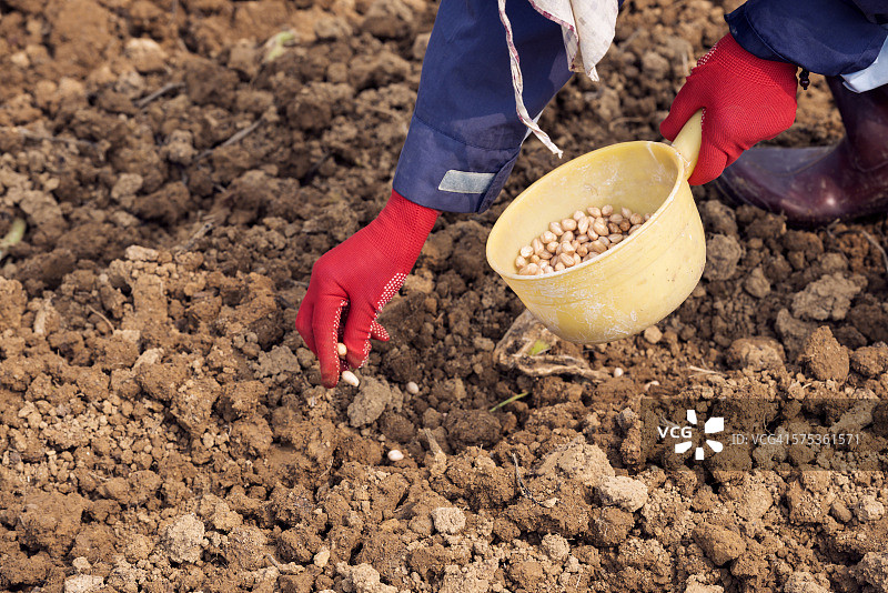 农民播种花生图片素材