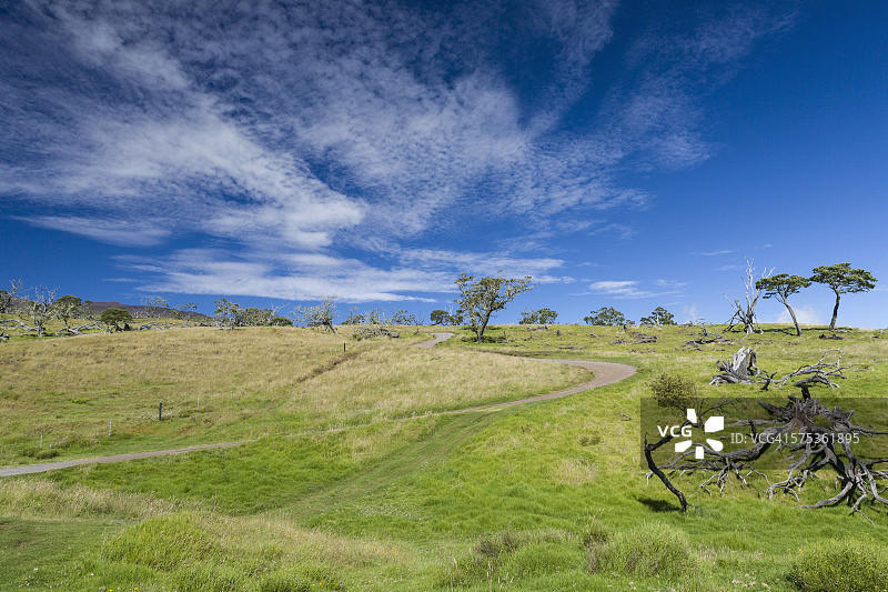 夏威夷的马纳路和相思树图片素材