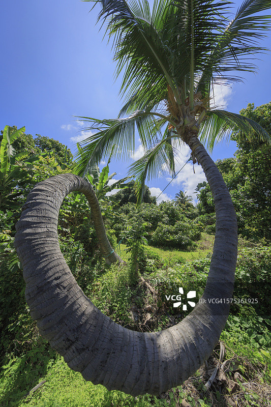 夏威夷科纳南部的弯曲棕榈树图片素材