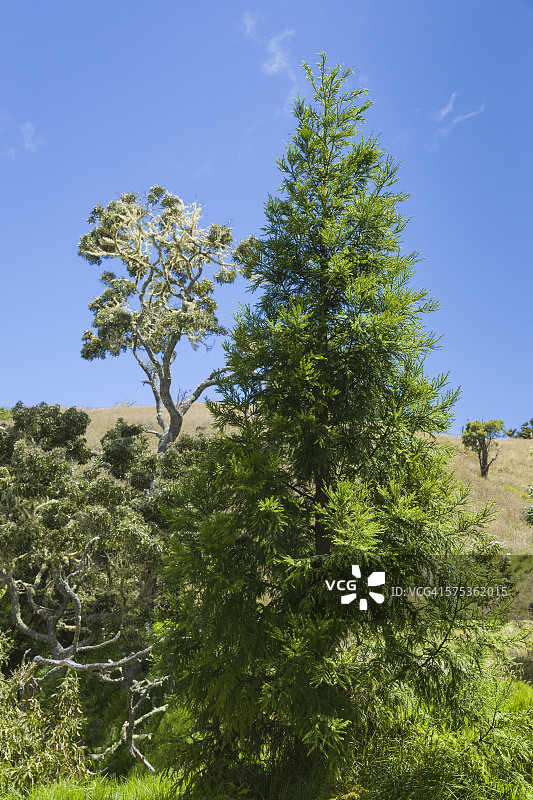 夏威夷相思树和苏盖松图片素材