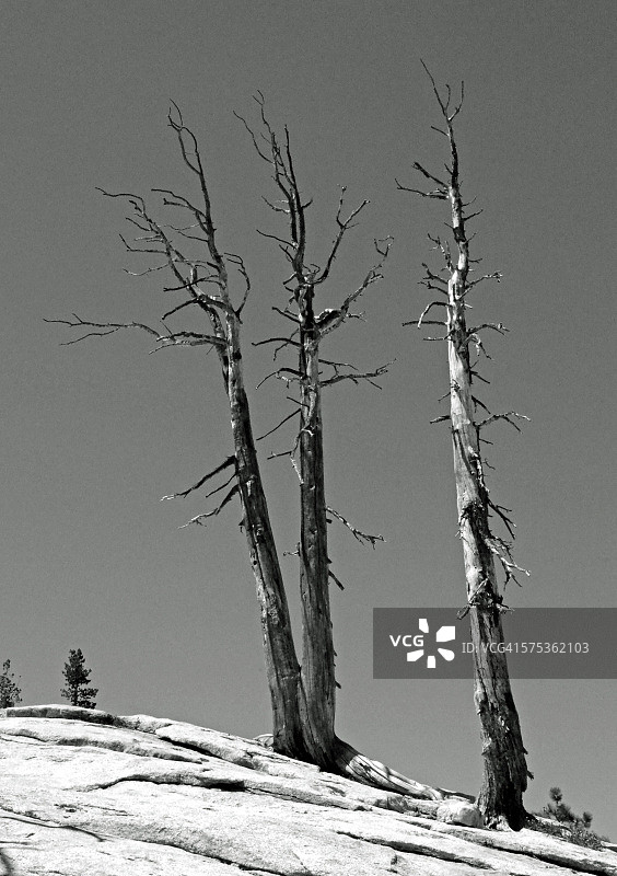 哨兵穹丘上的枯树图片素材