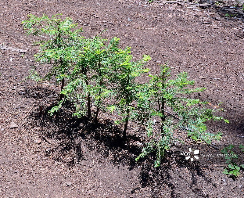 优胜美地马里波萨树林中的红杉幼苗图片素材