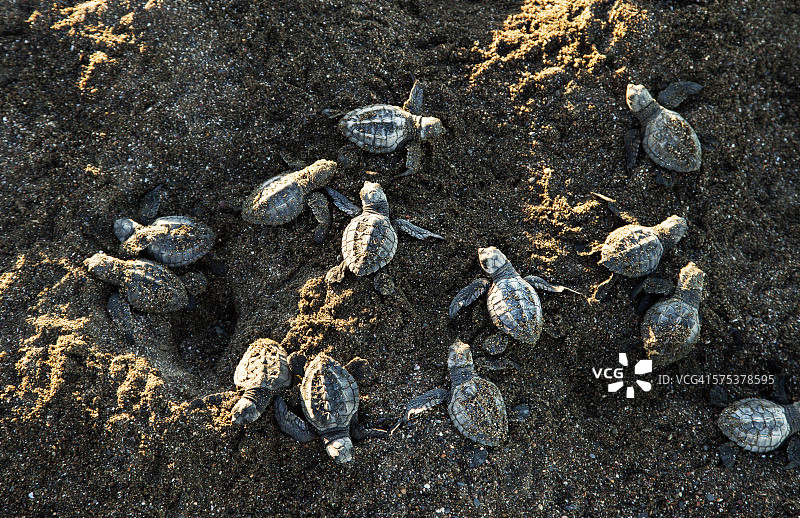 海滩上的丽龟图片素材