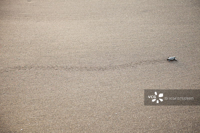 海滩上的丽龟图片素材