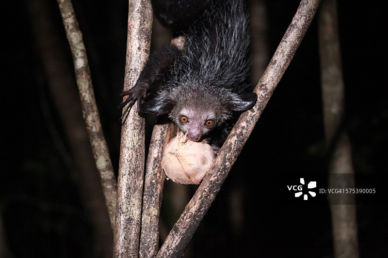 指猴和椰子图片素材