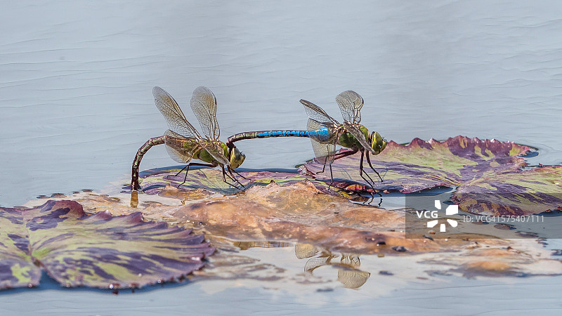 串联豆娘图片素材