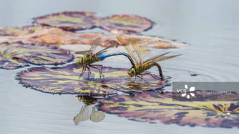 串联豆娘图片素材