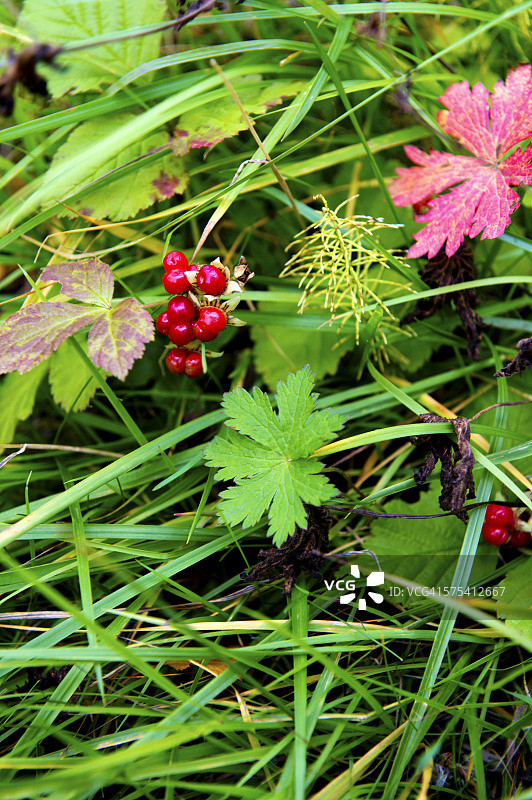 冰岛北部阿斯比尔吉的红醋栗果实图片素材